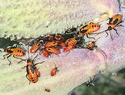 Milkweed bug nymphs